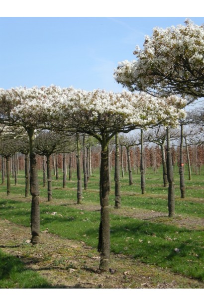 Ірга деревовидна Робін Хілл сформована парасолькою